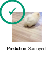 Samoyed pup